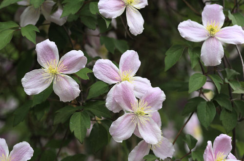 Blühende Pflanzen im hauseigenen Garten